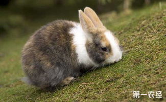 兔子得了球虫病怎么办 兔子球虫病吃什么药