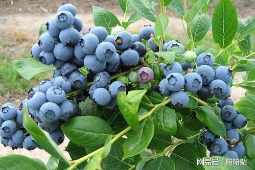 阳台如何养盆栽蓝莓 记住 两点 ,枝叶繁茂根系发达顺利挂果