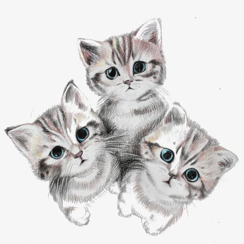 手绘可爱三只小猫咪素材图片免费下载 高清卡通手绘png 千库 图片编号6179499