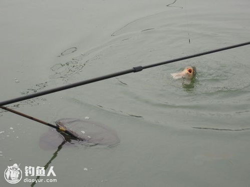 钓鲤鱼技巧和方法