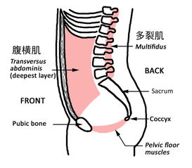 长期伏案工作,腰肌劳损,有哪些缓解方法 