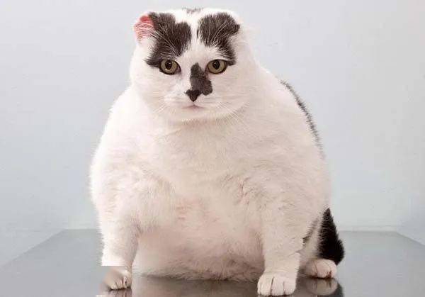养猫误区 肥胖 可爱,胖起来随时要猫命