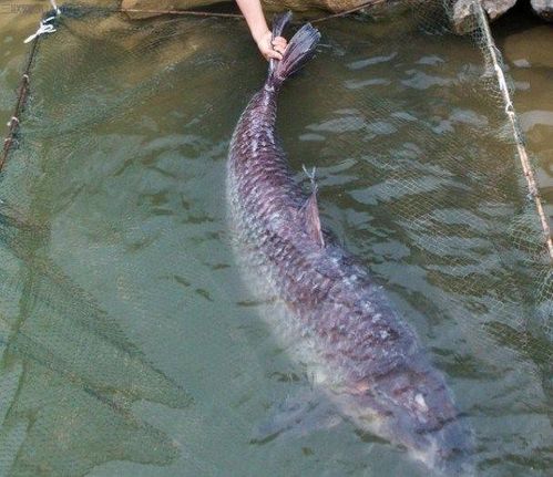 夏季水库钓鱼选钓位,个人技巧总结