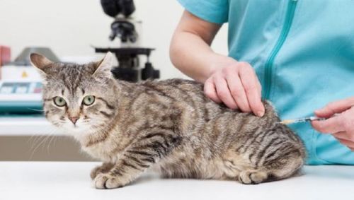 收养的猫咪一定要打疫苗吗,可以不打吗 