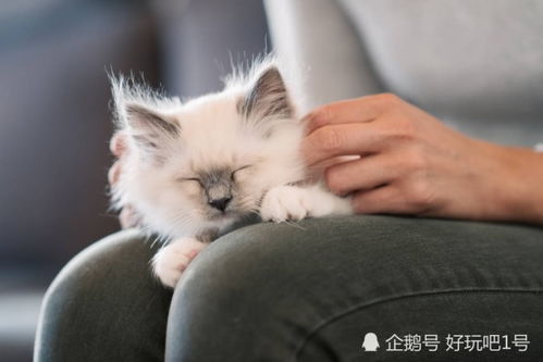 如何调整猫咪的生物钟 