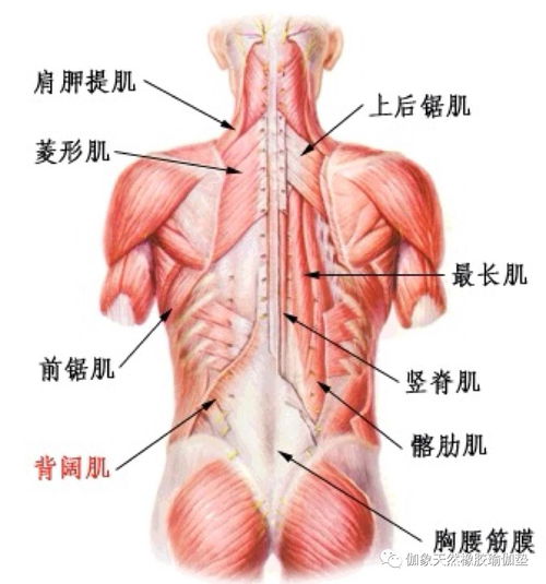哪个部位的肌肉属于核心力量 核心力量（腰腹力量）是不是被过分强调了？ 