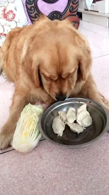 狗狗的口味太独特了,宁可吃大白菜也不吃饺子 