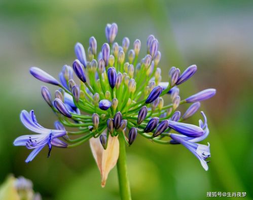 铁树开花正确动物是什么生肖