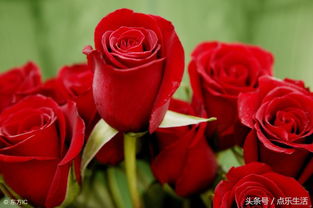 在微信聊天中,男人好给女人送三朵玫瑰花,一般的正常来说,送给女孩子