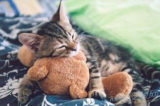 做梦梦见猫是什么意思