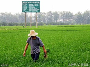 广西整县推进土地整治全国领先 已建高标准基本农田26.93万公顷 