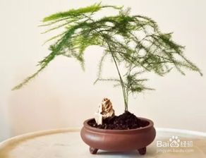 文竹的种植时间和方法？