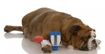 狗狗得了糖尿病有哪些症状 怎么办