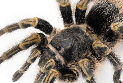 地球上10大最骇人的巨型蜘蛛,第一像螃蟹,第七能毒死人