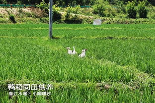 汉水农夫 春华秋实,尽享丰收的喜悦