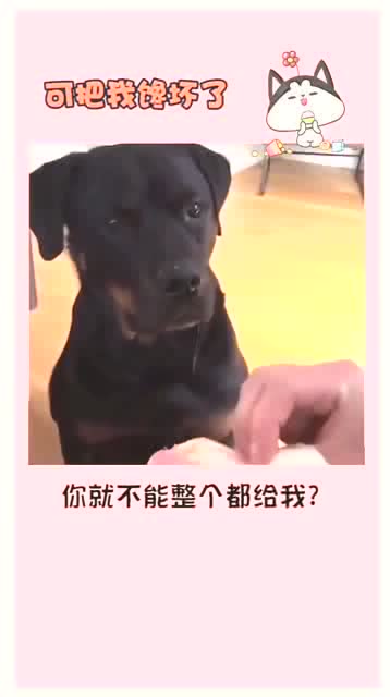 狗子能不能整个给我 