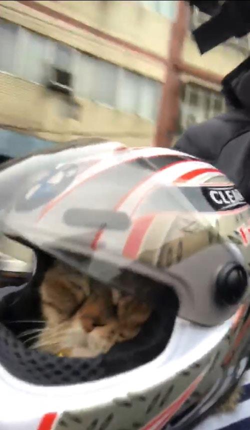 主人带猫咪出门骑电动车,戴了头盔却没盖挡风罩,肥猫被吹成一团