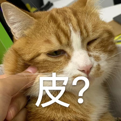 听说猫咪名字越 贱 ,活得时间就越久