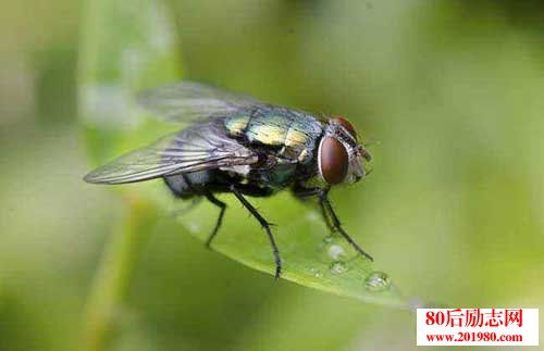 苍蝇养殖和苍蝇资源开发及利用