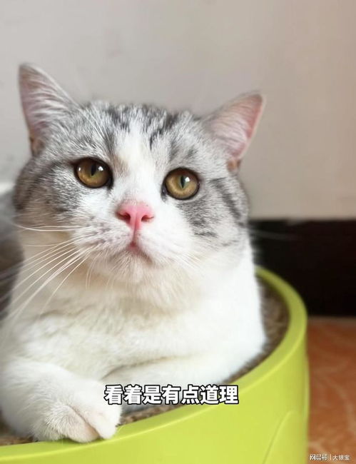 猫咪需是动物,但是个大孝子