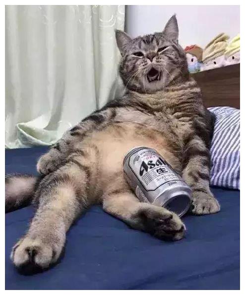 猫咪偷喝了主人喝剩的啤酒,被发现时,喵 来啊,陪朕快活啊 花猫 
