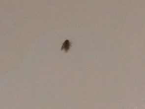 家中卫生间有很多这样的小飞虫子,不知道是什么 该如何清除 