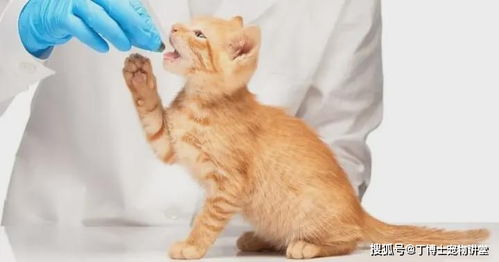 宠物猫咪黄疸的鉴别诊断和治疗