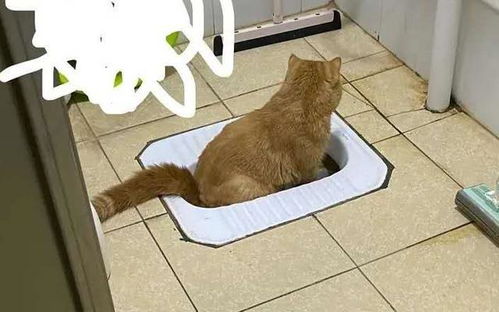 养猫之后,我每天在厕所吃饭