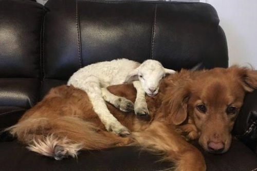 小羊体虚被妈妈遗弃,却在新家找到温暖大狗当妈妈