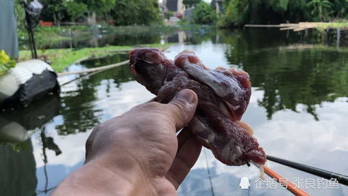 猪肉钓鱼,切一小块猪肉挂钩,竟然连钓四条鱼不用换饵 