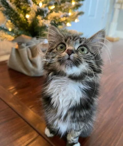 可怜小猫被撞断后腿,但它爬着接近圣诞树的样子,真像个小天使