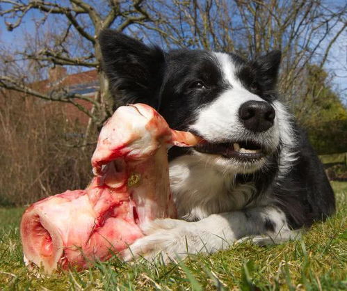 过年杀鸡,别把鸡脖给狗狗吃了 因为可使狗狗瘫痪,严重还可致死