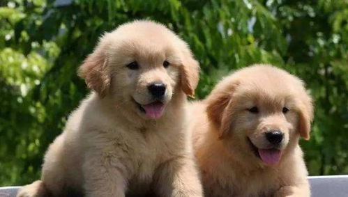 泰迪犬,金毛,哈士奇,这三种最常见的宠物狗,最容易得这些病