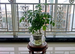 室内水培植物 小幸福 树 办公 桌面 盆栽 净化空气 