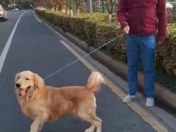 图 上海正规流浪狗救助站 上海正规流浪猫救助站 免费领养宠物 上海宠物狗 