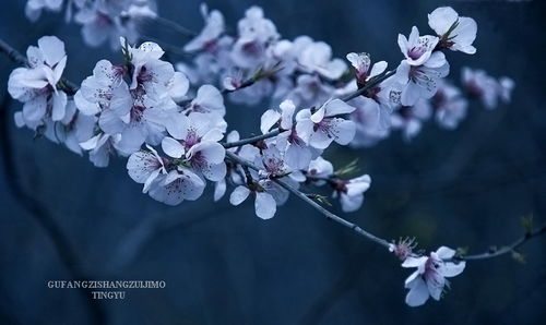 花开只为君顾 