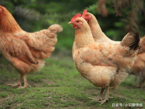 女子怀孕,婆婆每周都送一只鸡,她生完孩子去道谢,推开门,蒙了