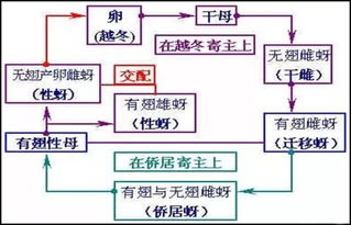 棉花蚜虫的综合防治毕业论文