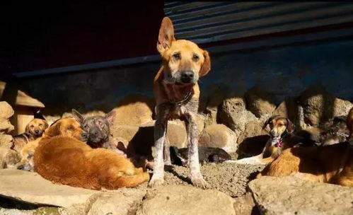 国外夫妻收养上千只流浪狗,每天遛狗在山林里,国内却如此艰难