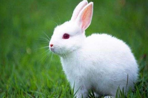 揭秘属兔人的终生寿命 尤其是63年的,怎一个准了得