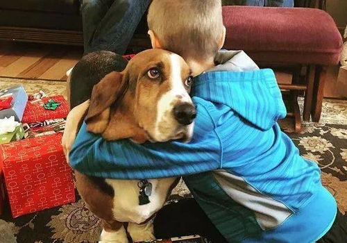 狗狗都喜欢拥抱 才不呢