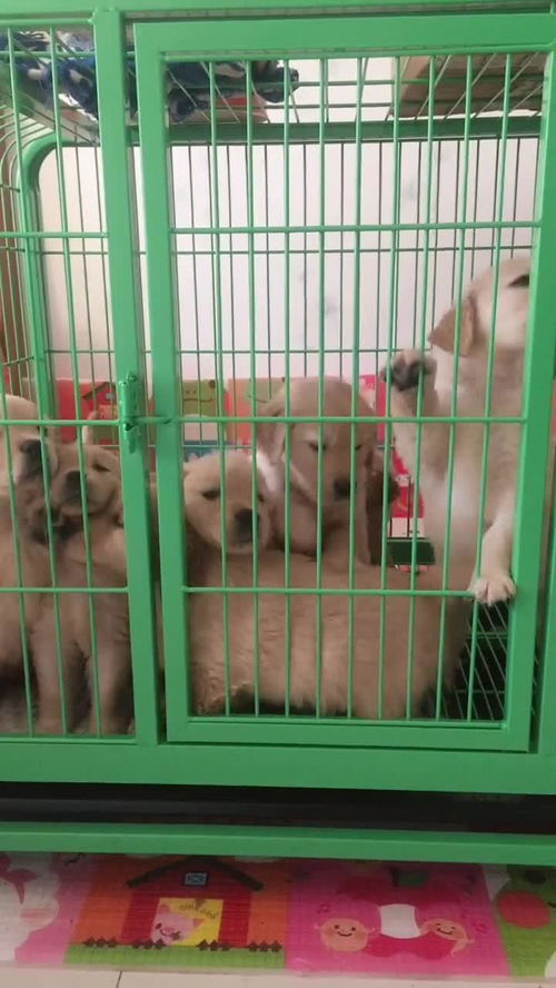 五只小狗都关到了笼子里,一直挠门想出来,可就是出不来,看着真是有意思 