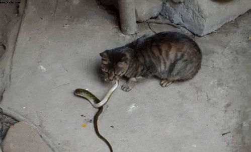 眼镜王蛇闯进家中,猫咪舍身大战,猫的速度是蛇的7倍 能打过吗