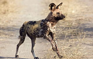 星辰之子,温情脉脉的非洲野犬 