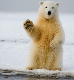 北极熊的毛是什么颜色的 