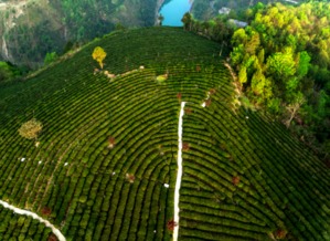 富硒茶叶茶品牌排行榜前十,紫阳富硒茶哪个牌子好?