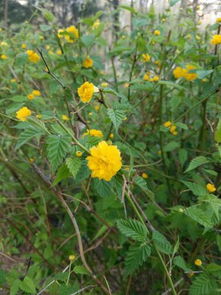 这是什么花 小黄花 