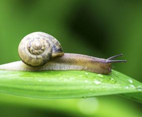 蜗牛能活多久（蜗牛怀孕了是什么样子）