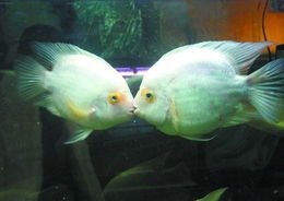 Two fish deep in love