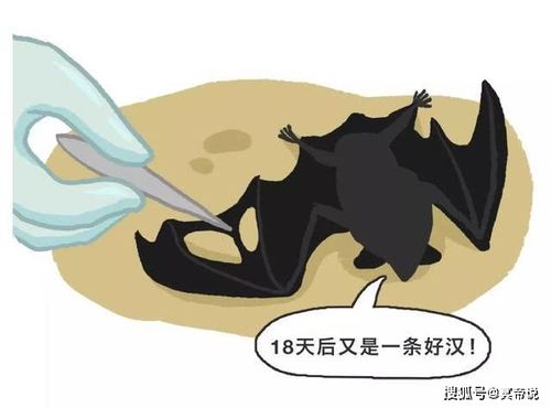 中国人对蝙蝠到底有多少错误认知